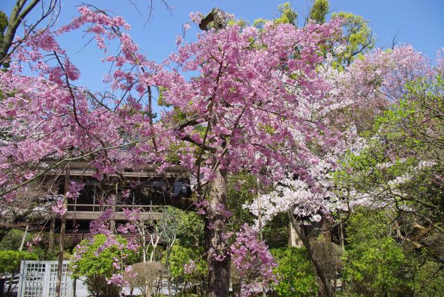 報徳二宮神社の桜