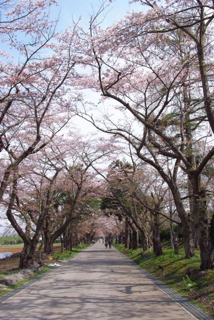 松前藩戸切地陣屋跡の桜並木
