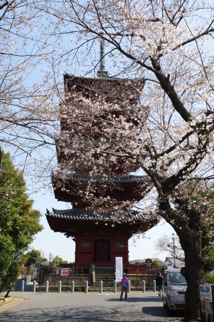 池上本門寺・五重塔と桜
