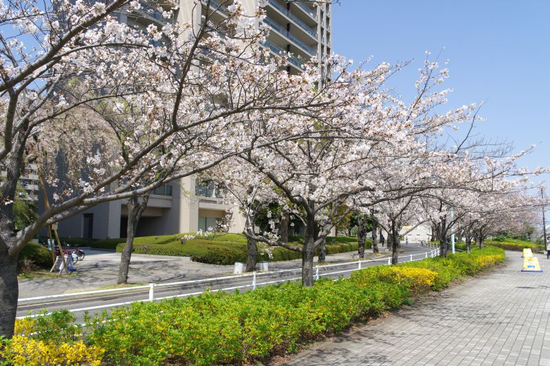 新川公園の桜