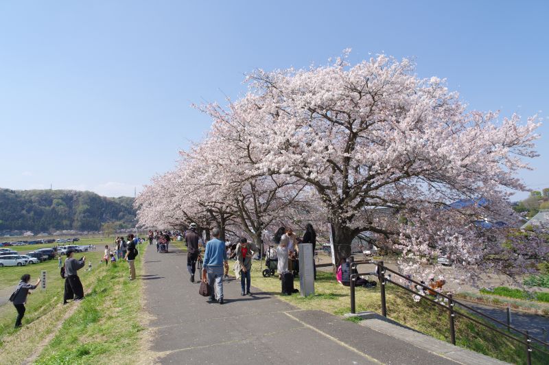 羽村・大正土手の桜
