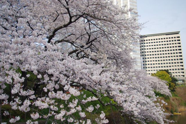 川沿いに枝を伸ばす桜。奥には赤プリと永田町の建物。