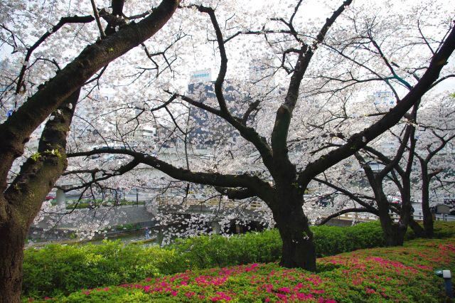 鮮やかな色の中の、重厚間のある立派な桜の木。