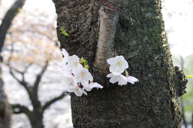 木の幹の咲く可憐な桜の花びら。