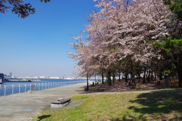 新港パークには桜の木が連なっています。港湾風景と桜というのも良いですね。