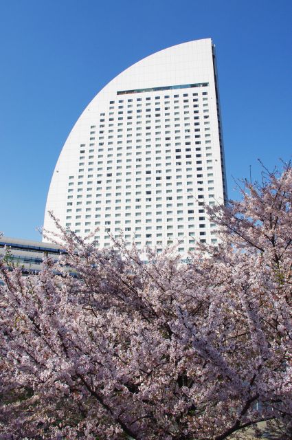 桜の上のホテル。