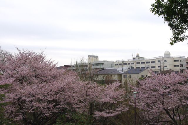 谷の向こうには桜丘高校。尾根沿いにそちらへ向かっていきます。