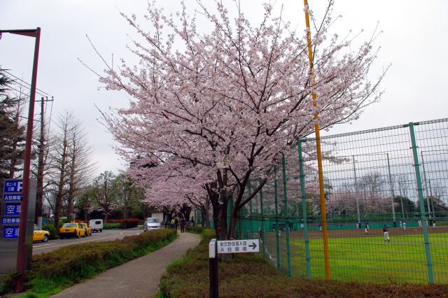 花見台、桜ヶ丘の桜の写真ページ