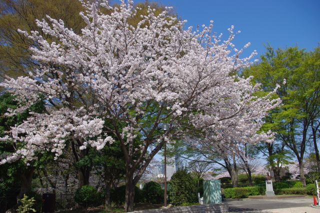 野毛山動物園へ向かう途中の桜と、色々な色の木々。