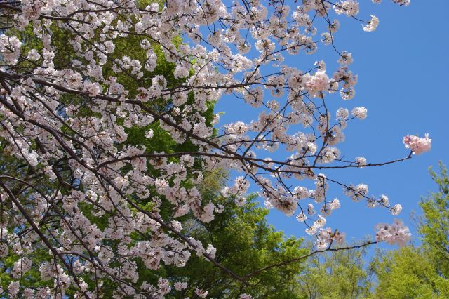 青・緑・桜色の美しい自然色のコラボレーション。