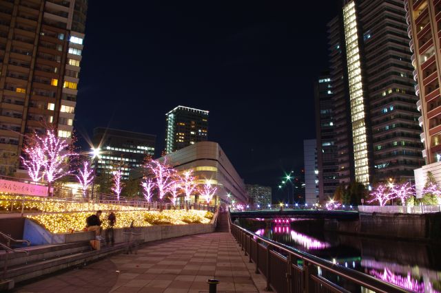 ふれい水辺広場前より。夜の高級感のある高層ビル・マンション群の中に、鮮やかな桜が映える。