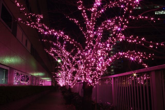 歩道沿いは一面桜色だけで満たされる。