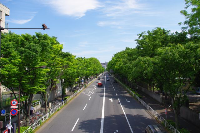 歩道橋の上より。道路と並木がまっすぐ続く。道の両側は東京海洋大学のキャンパス。