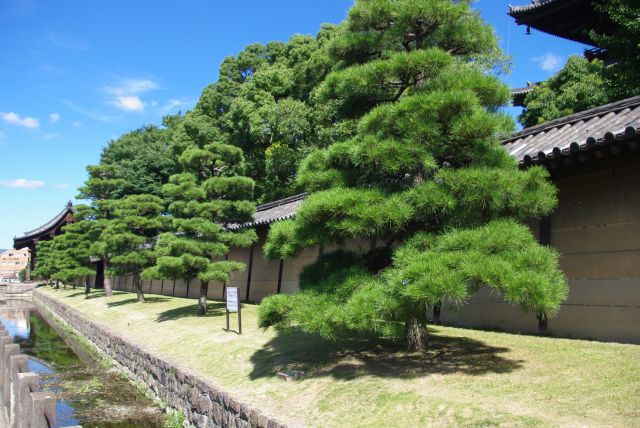 京都の中心地の街中にある大きな寺院。塀沿いに松の木が並ぶ。