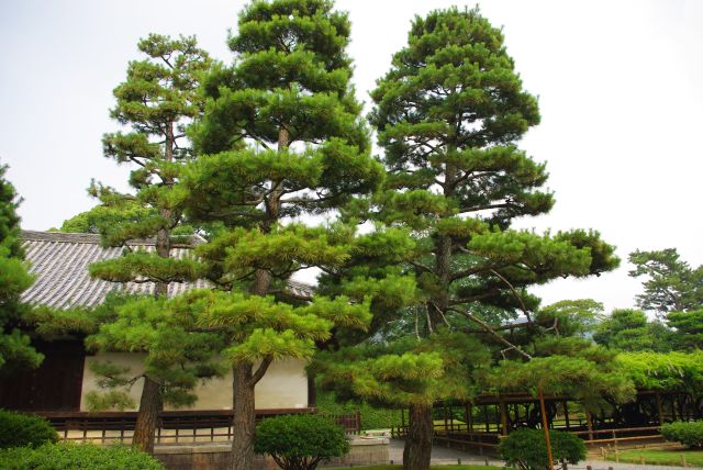 歴史ある場所らしくかなり高さのある松の木があります。