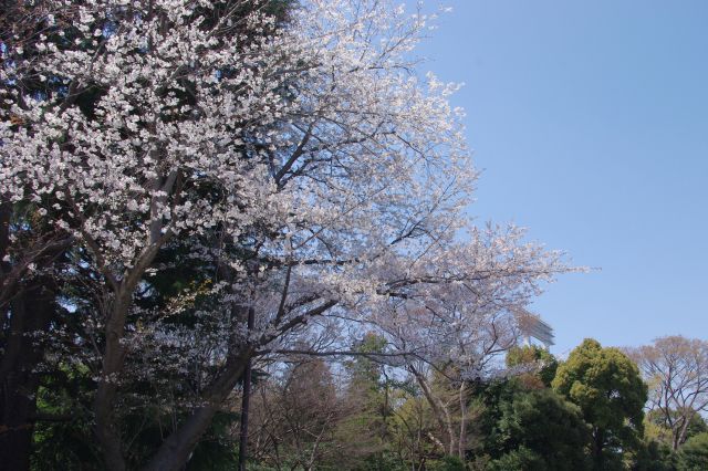 館横の駐車場付近の茂みに、少しだけ桜の木がありました。