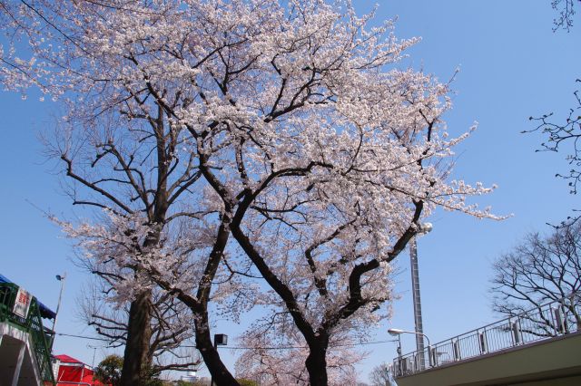 グラウンド前にあった大きな立派な桜の木。