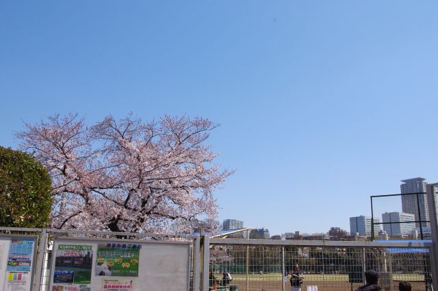 グラウンドの中にも桜の木が。