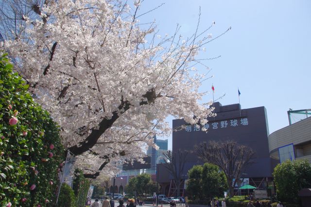 神宮球場付近、ここでは桜が比較的密集していた。