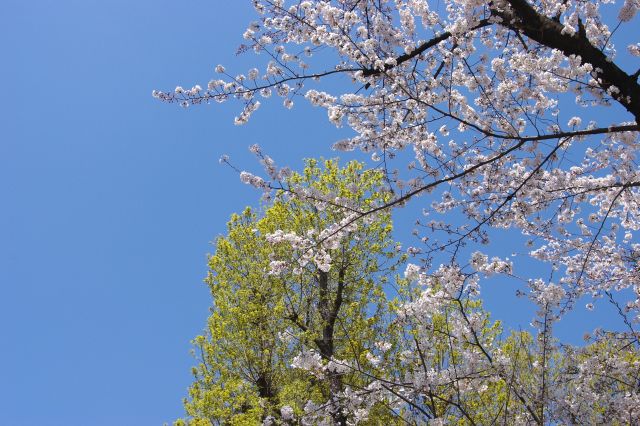 緑・空・桜という自然の３色。