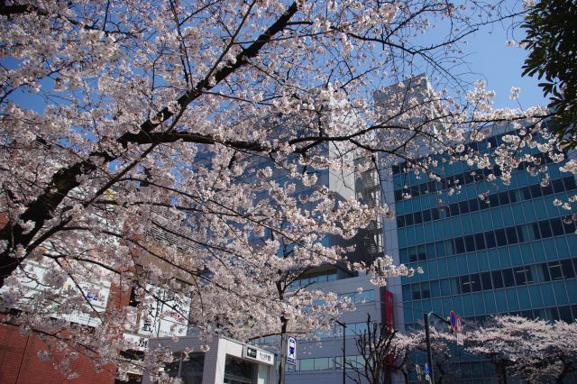 都市風景と桜。