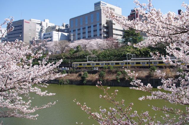 外濠公園の桜の写真ページ