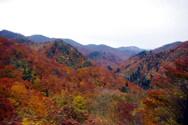 仙岩峠のトンネルを抜けると、一面が紅葉の山々！