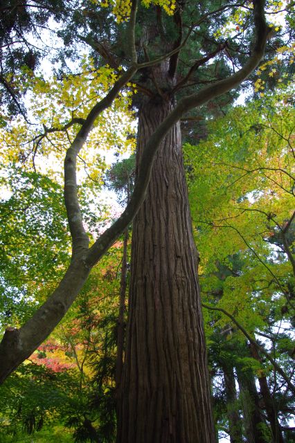 参道には迫力のある美しく高い杉の木が並ぶ。