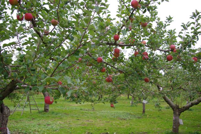 リンゴらしい真っ赤なリンゴの木々。