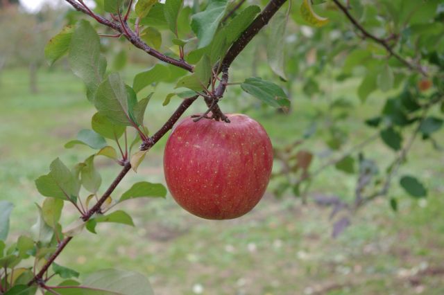 新鮮で鮮やかな真っ赤なリンゴ。