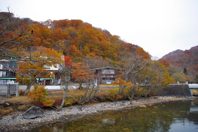 子ノ口周辺も終盤の少し落ち着いた色の紅葉。例年だと既に終わっている時期とのこと。浅瀬の水面が透明です。