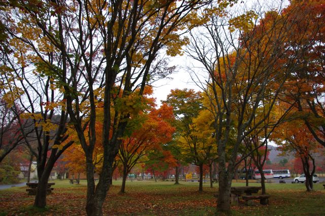 雨が強くなる。駐車場横には様々な色の紅葉の木がミックスする場所があった。