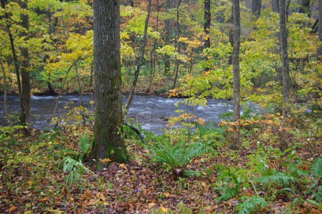 落ち葉が沢山の木々の中を渓流が流れる。