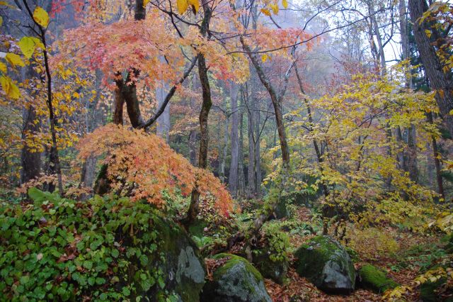 少ないながら鮮やかな紅葉と、苔の生えた岩が美しい。