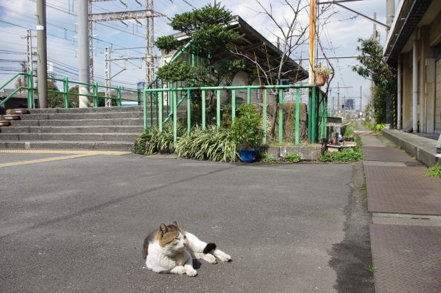 田舎のような静かで小さな駅と猫、なんだか良くマッチする風景ですね。のんびりな時間をすごしました。