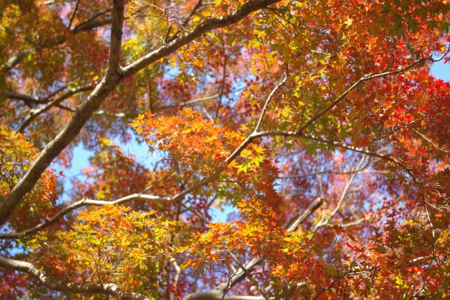 暖かい陽射しと様々な色の鮮やかな紅葉。