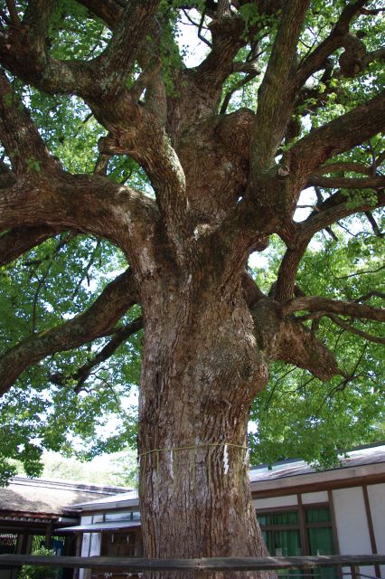 生命力を感じさせる幹の太い大きな木。