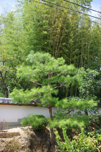 院内から伸びる松や竹が美しい。