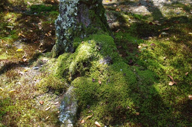 木の足元に生える苔も風情があります。