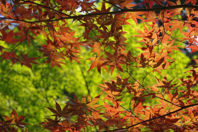 色は薄めですが、一面緑の中の真夏の紅葉は珍しく目立つ。