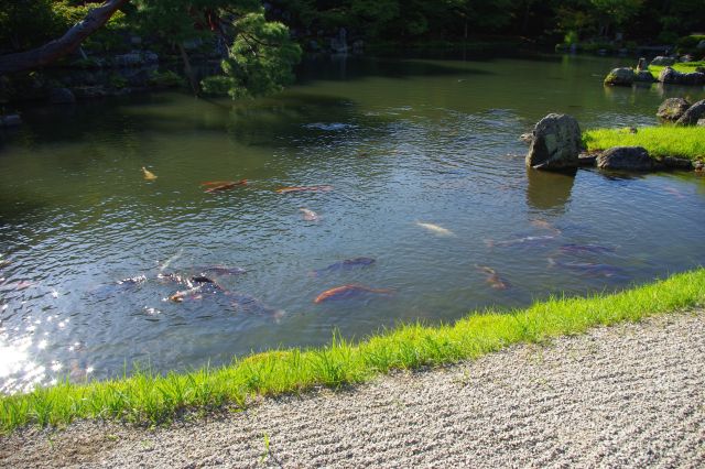 池には元気な鯉が多数。