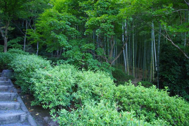 山側の斜面には竹林が広がっています。