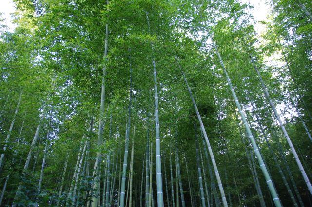 山側には幻想的な竹林が林立しています。