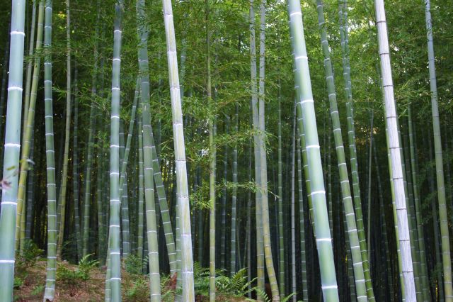 どこを見ても竹、という風景。