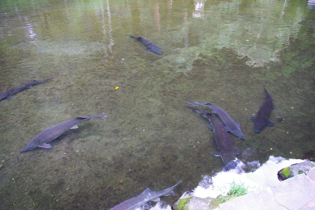 滝の上の「おのころ池」にはチョウザメがいました。鯉等より大きい！