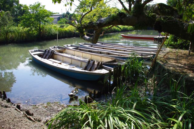 暑い中、柳川城の堀のドンコ舟に乗ります。乗るときはバランスうまくとらないと揺れます(^^;)