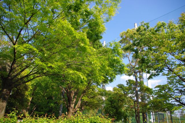 古墳は熱田神宮公園の球場と隣接しています。