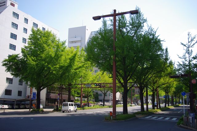 コメダ珈琲店を過ぎると桜橋の架かる桜通り。緑あふれる大きな通りで、地下には桜通線が走っています。
