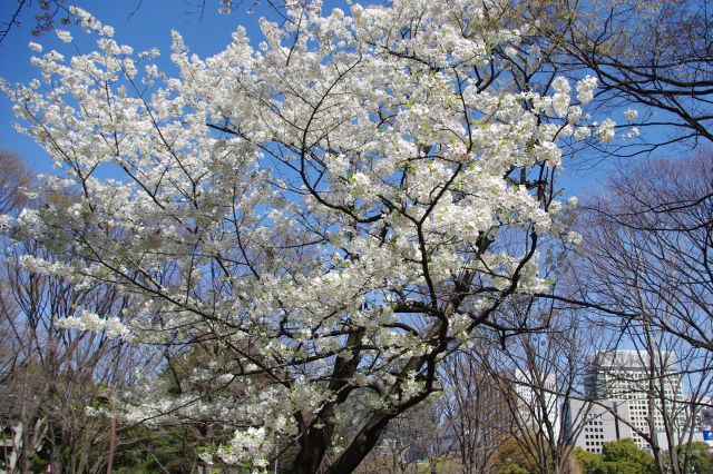 隣の木は花びらが真っ白。