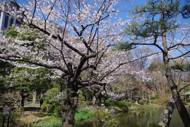 雲形池にある桜。庭園風景の桜は本当に美しい。